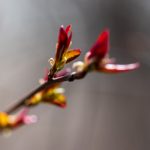 探索缅甸果博在线:线上博彩的新兴平台与魅力 02rpz