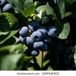 金沙平台:探索在线娱乐与游戏的新天地 9tllpzn