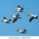 探索澳门十大信誉平台网站:玩家必知的优质游戏平台分析 bx8fi