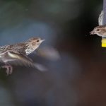 金莎娱乐:探索全新娱乐体验的魅力世界 ggo69