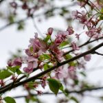 探索缅甸果博手机版:畅享多样化的在线娱乐体验 gu3u1zt